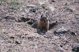 Central Alberta